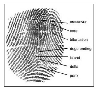 Fingerprints biography [16] | Download Scientific Diagram